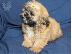 PoulaTo: Ανδρικά και θηλυκά κουτάβια Shih tzu